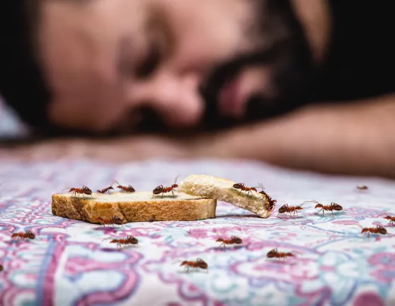 Cómo eliminar hormigas en casa: productos y remedios caseros